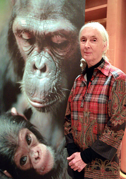 Gallery of Jane Goodall