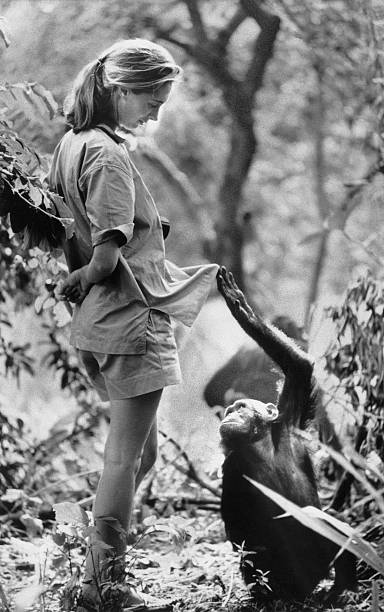Gallery of Jane Goodall
