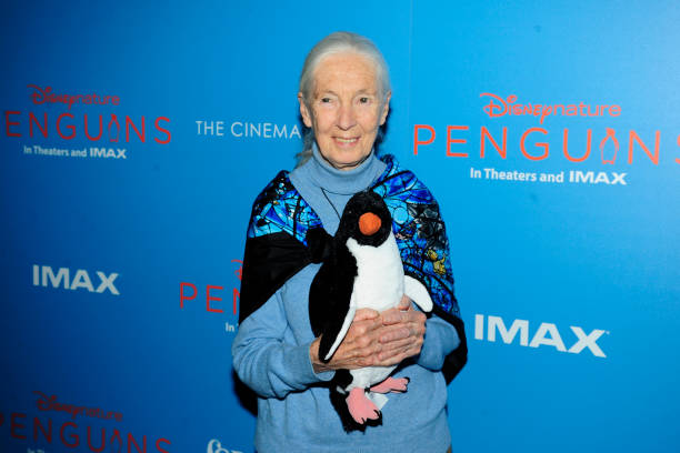 Gallery of Jane Goodall