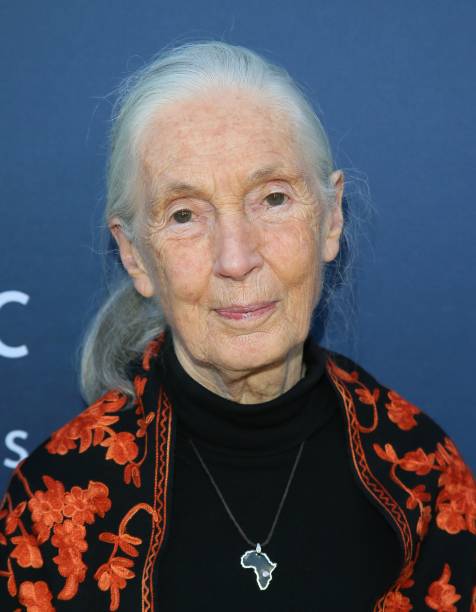 Gallery of Jane Goodall
