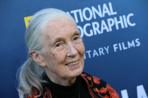 Gallery of Jane Goodall