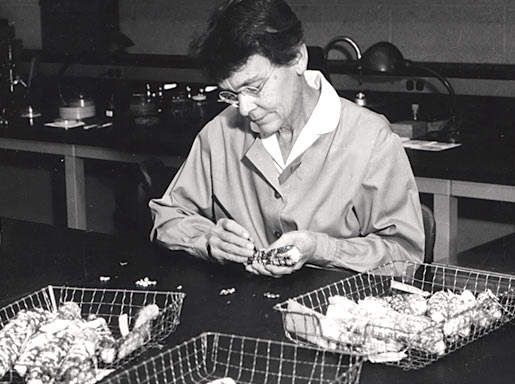 Gallery of Barbara McClintock