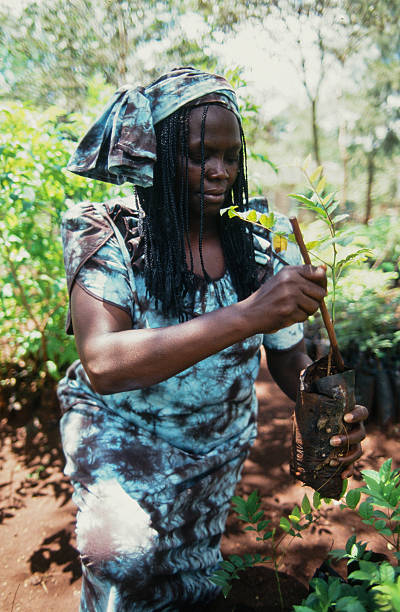 Gallery of Wangari Maathai