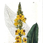 William Baxter