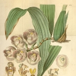 Valentine Bartholomew