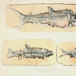 Victor Thiolliere