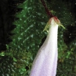 Ruth Kiew