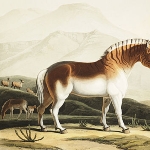 Samuel Daniell