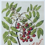 Sarah Featon