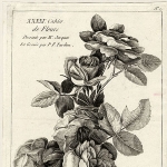 Pierre Francois