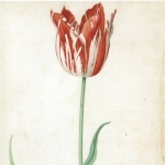 Pieter Holsteyn