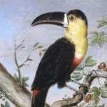 Nicholas Vigors