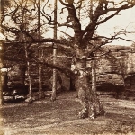 Augusta Mostyn
