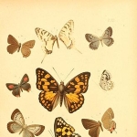 Johann Fixsen