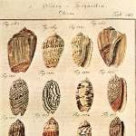 Johann Chemnitz