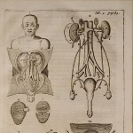 Johann Vesling