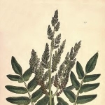 John Sowerby