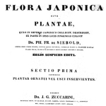 Joseph Zuccarini