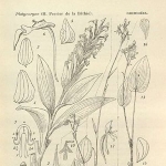 Eugene Bathie