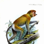 Joseph Smit
