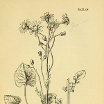 Marion Satterlee