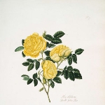 Mary Lawrance