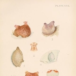 Joshua Alder