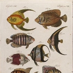 Jacob Schmuzer