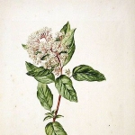 Jacob Huysum