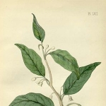 Edward Hamilton