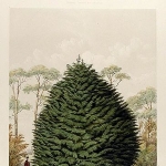 Edward Ravenscroft