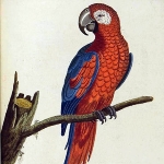 Eleazar Albin