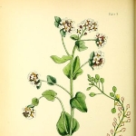 Elinor Vallentin