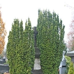 Caspar Spoo