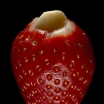 Clemens Wilmenrod