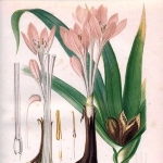 Auguste Faguet