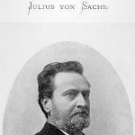 Julius Sachse